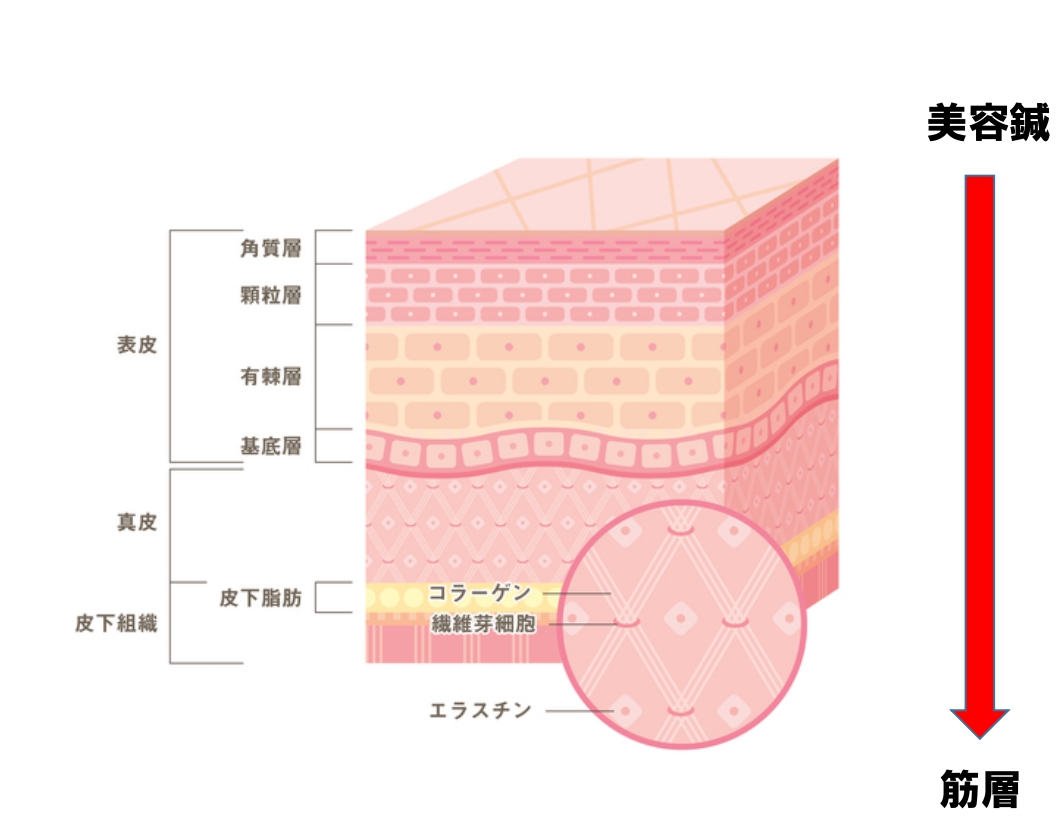 肌のハリ感・美容効果をさらにアップ！｜高濃度ヒト線維芽細胞培養液セラム導入のお知らせ】 | SALON DE MOE